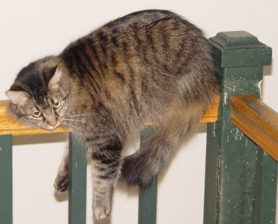 Sassy on the railing