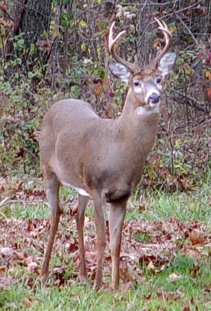 Young Buck November 2006 Young Buck November 2006